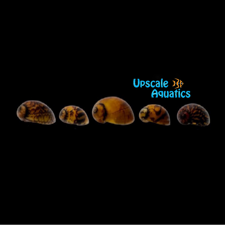 Yellow Racer Nerite Snail (Vittina waigiensis)