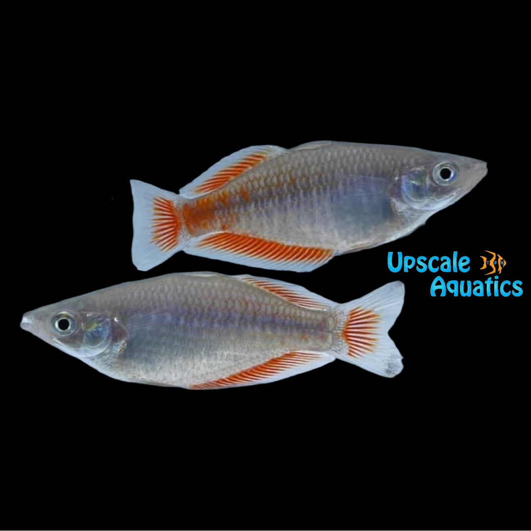 Parkinson's Rainbowfish (Melanotaenia parkinsoni)