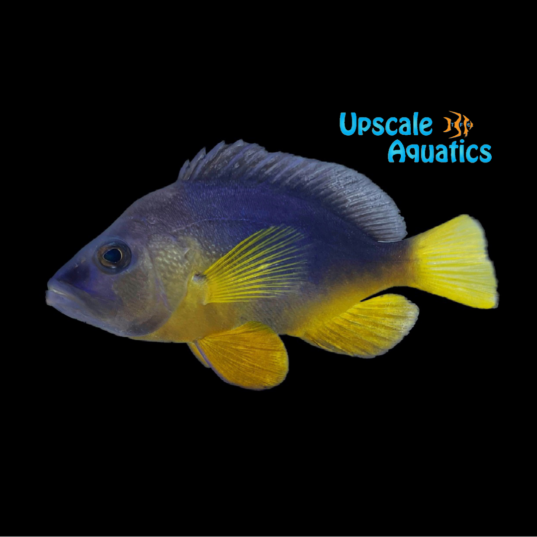 Yellowbelly Hamlet (Hypoplectrus aberrans)