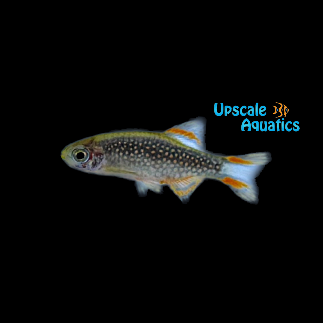 Celestial Pearl Danio - Wild (Danio margaritatus)