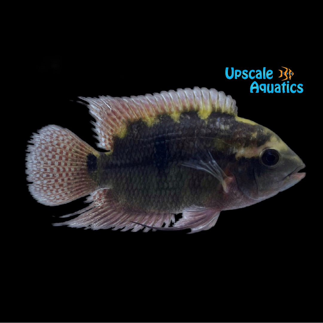 Chocolate Cichlid (Hypselecara temporalis)