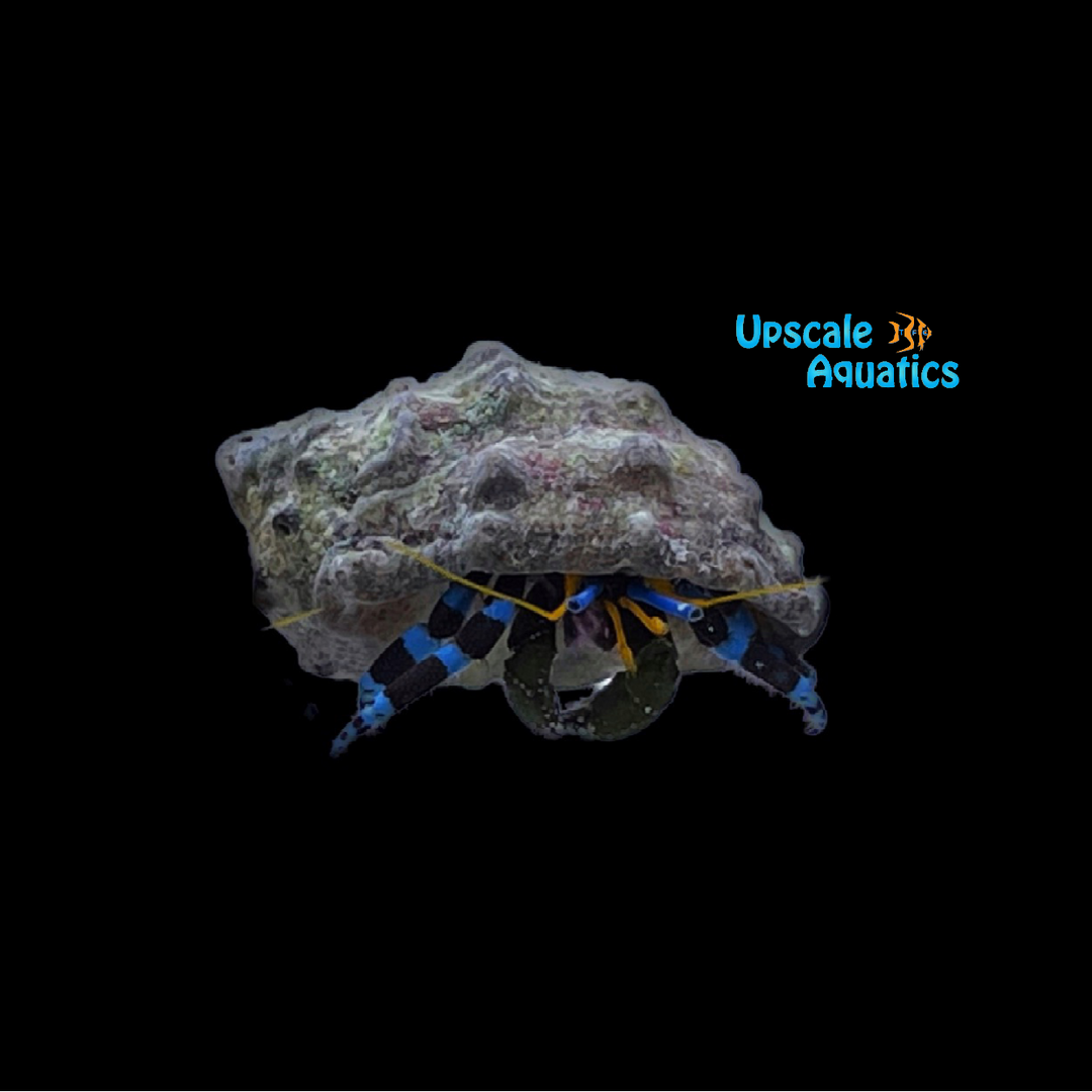 Blue Knuckle Hermit Crab (Calcinus elegans)