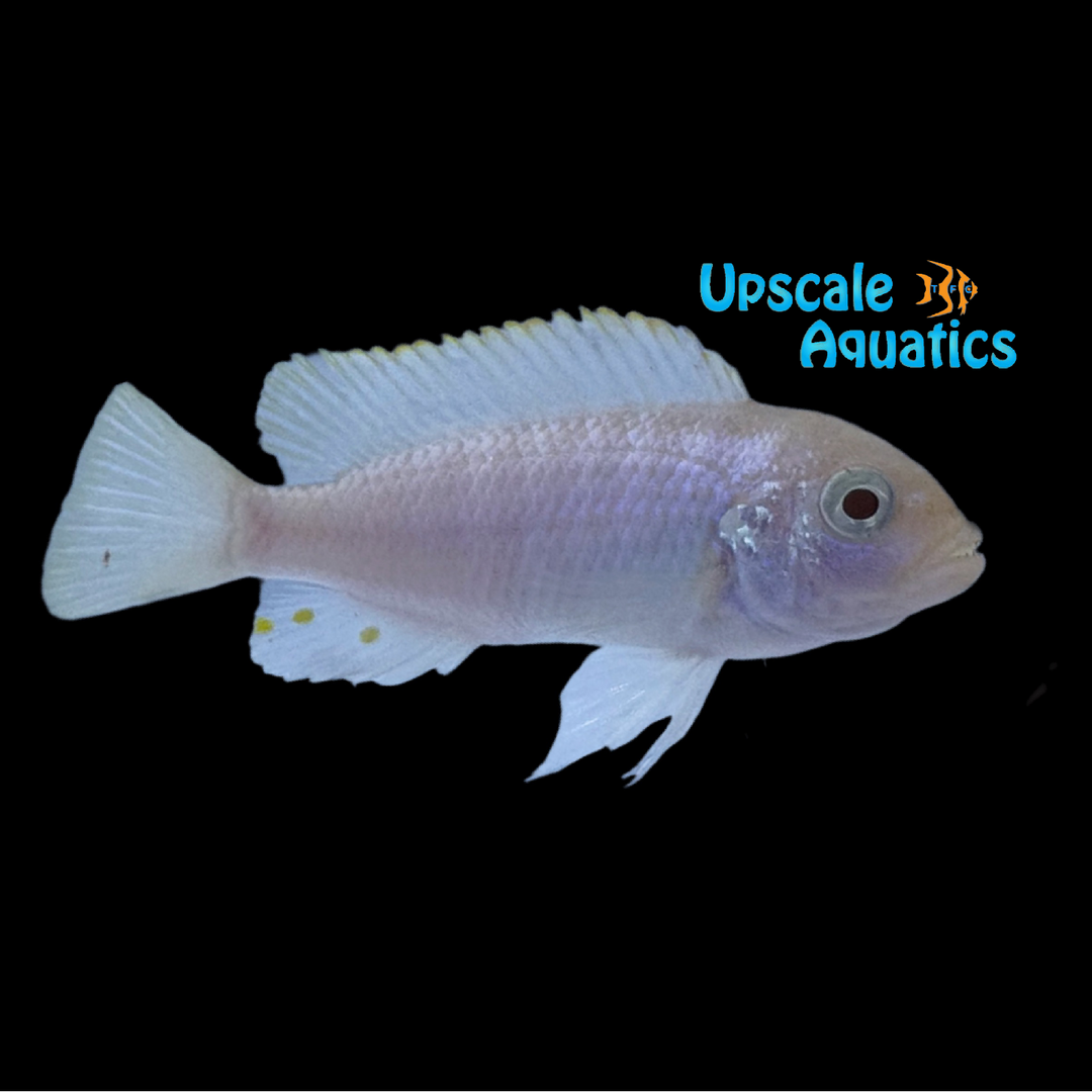 Albino Cobue Afra Cichlid (Cynotilapia afra 'Cobue')