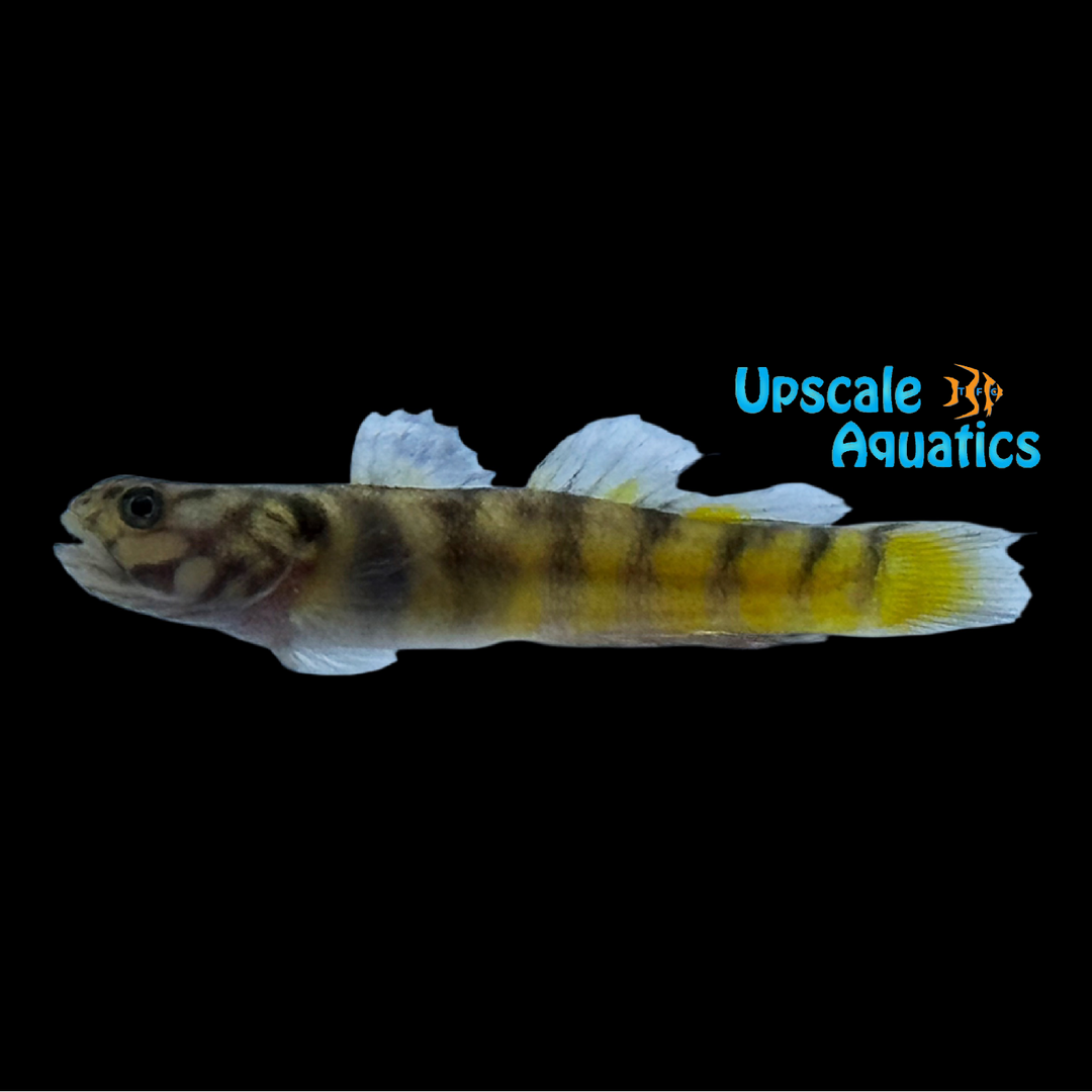 Mangrove Goby (Mugilogobius parvus)