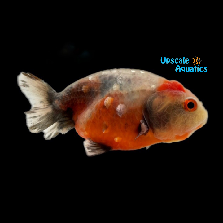 Calico Ranchu Goldfish (Carassius auratus)