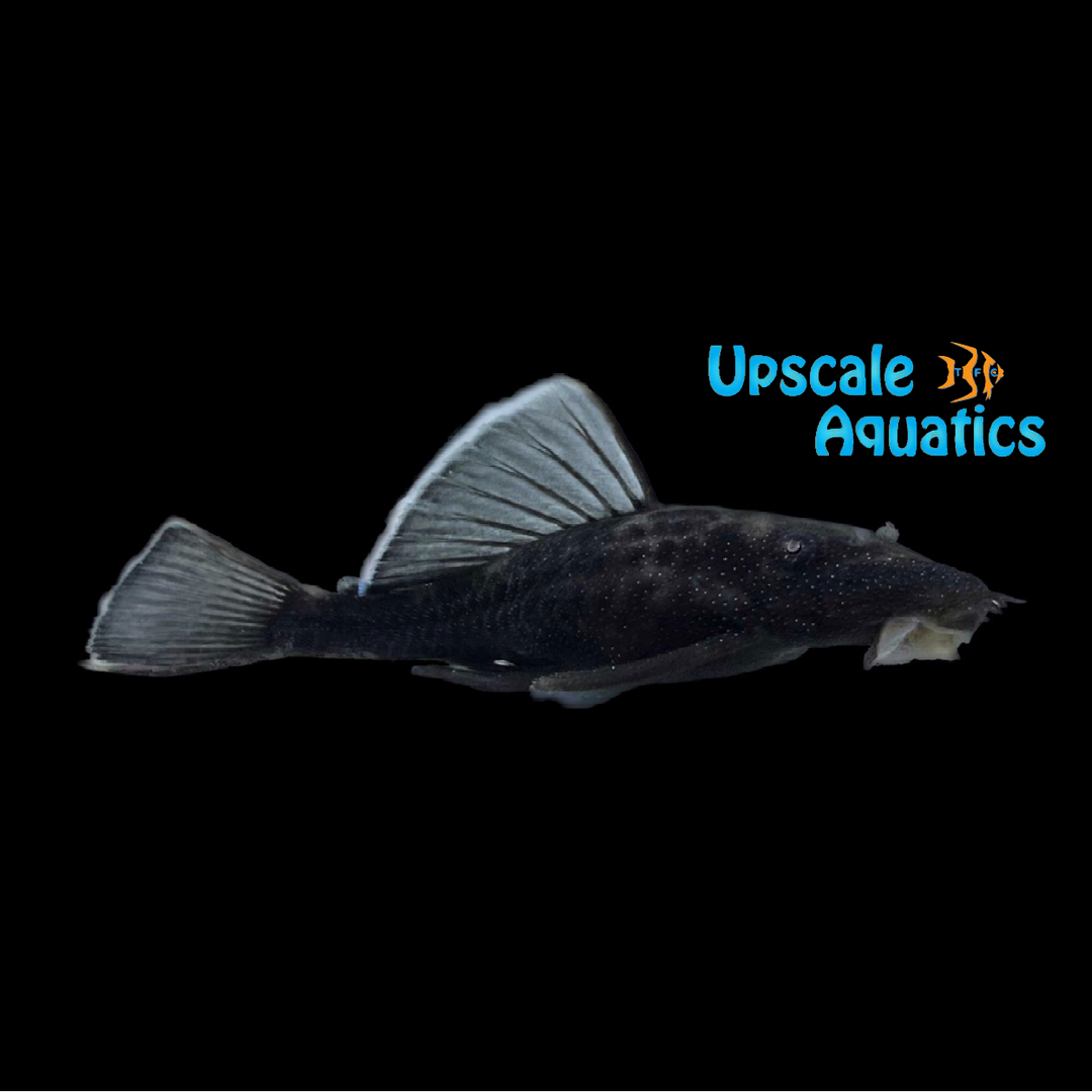 White Seam Bristlenose Pleco L183 (Ancistrus dolichopterus)