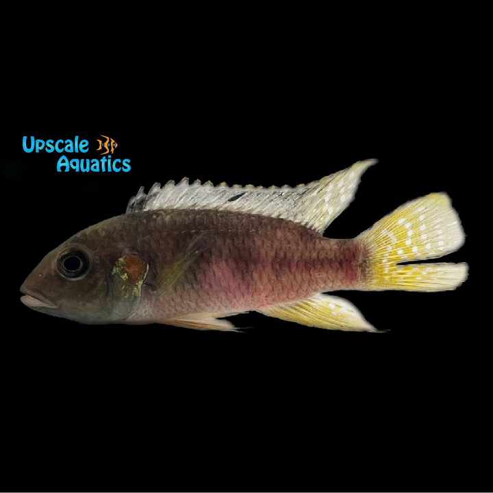 Benitochromis Nigrodorsalis 'Ndonga'