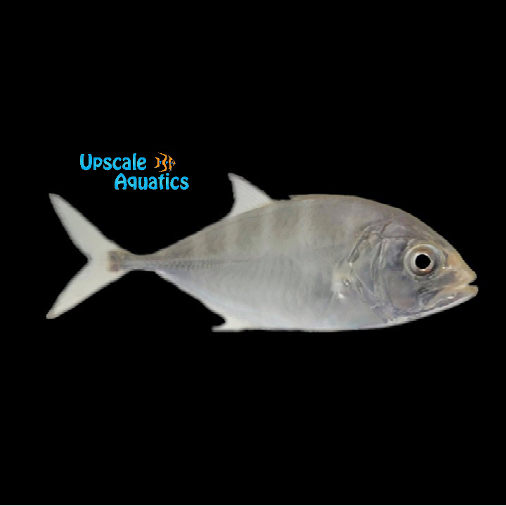 Blue Runner (Caranx crysos)