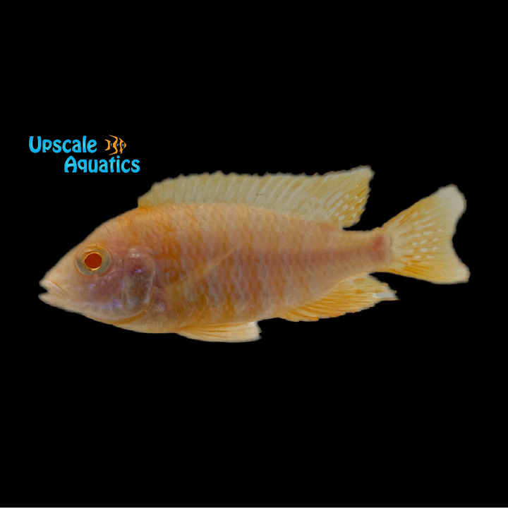 Albino Benga Sunshine Peacock (Aulonocara baenschi 'Nkhomo Reef' albino)