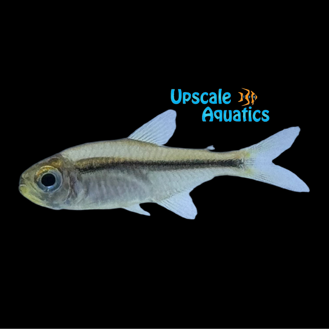 Chocolate Neon Tetra (Hyphessobrycon vilmae)
