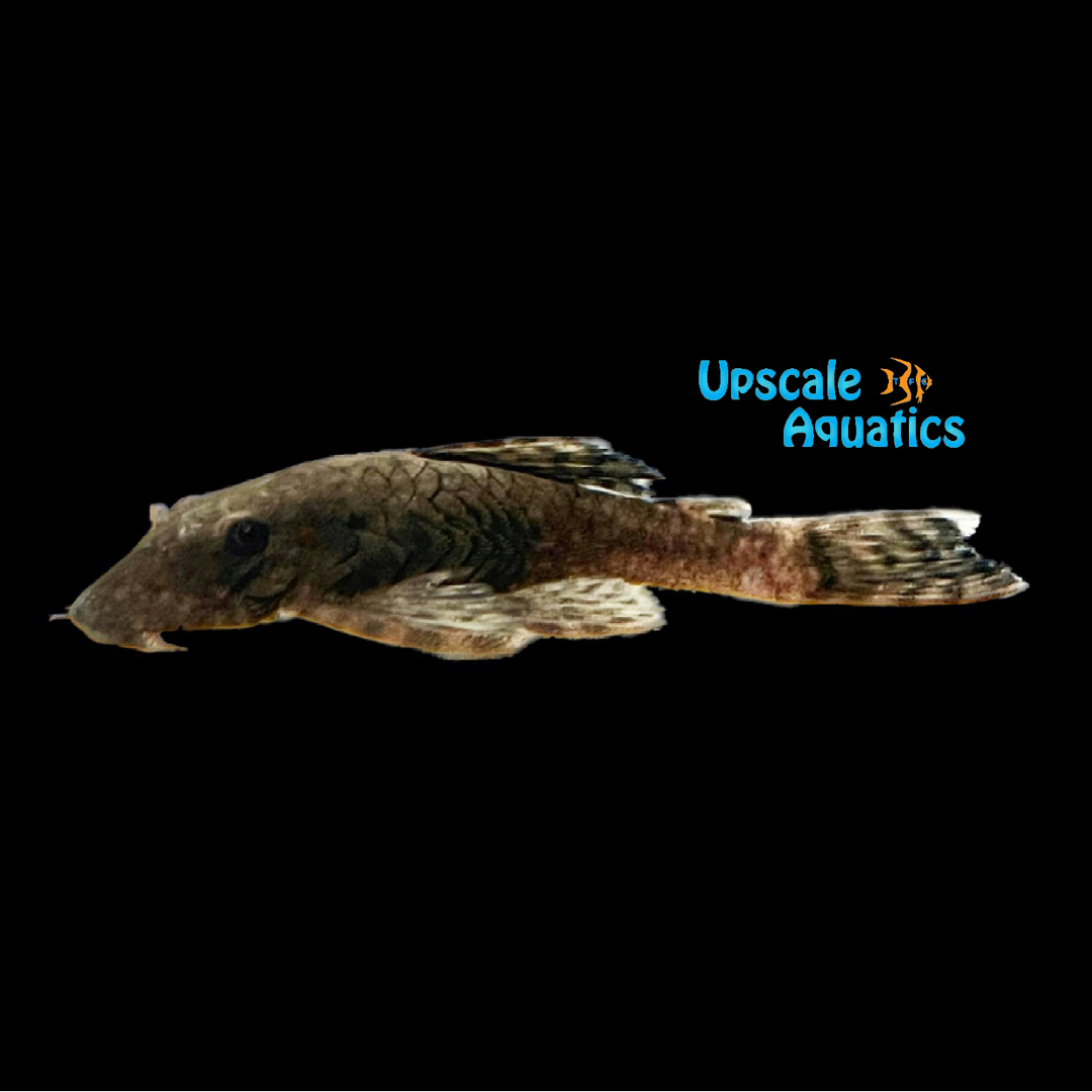 Colombian Bristlenose Pleco (Ancistrus sp. Colombia)