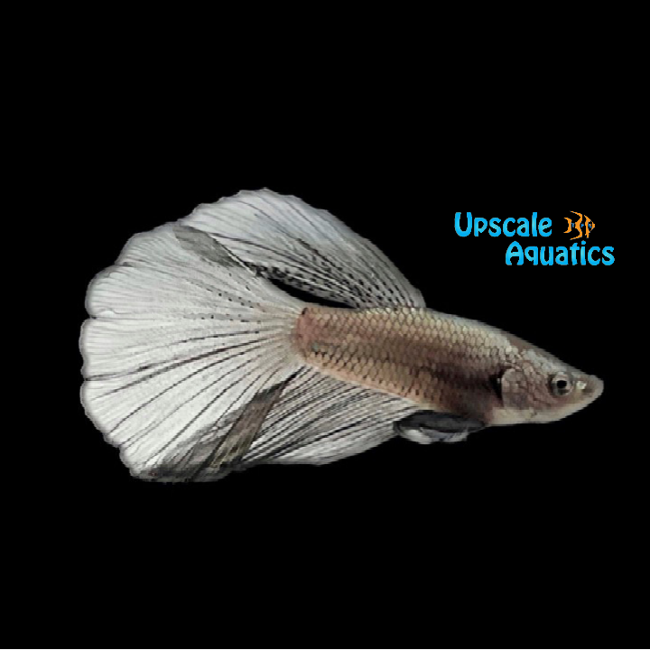 Black Dragon Halfmoon Betta - Male (Betta splendens)