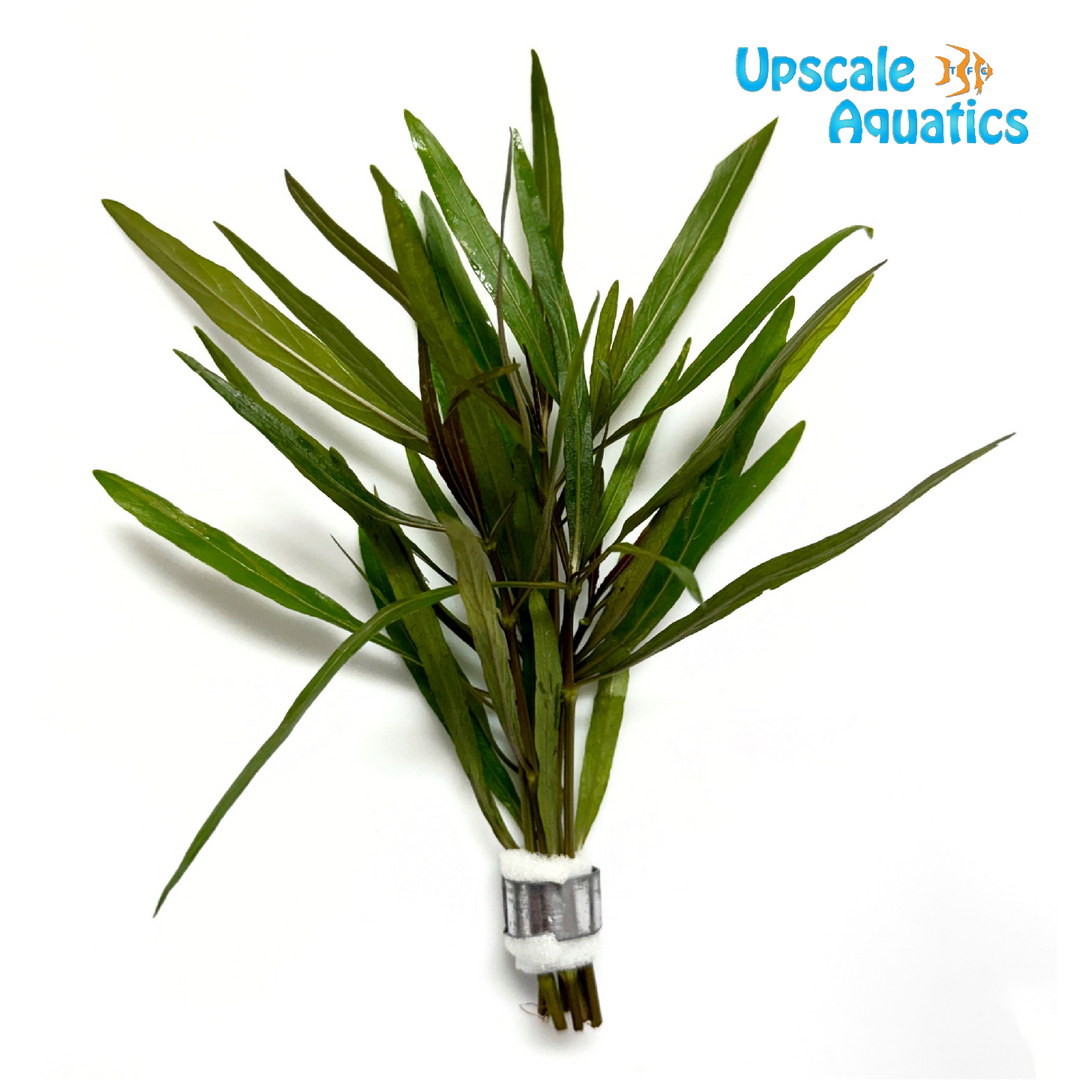 Hygrophila Araguaia (Hygrophila lancea 'Araguaia')
