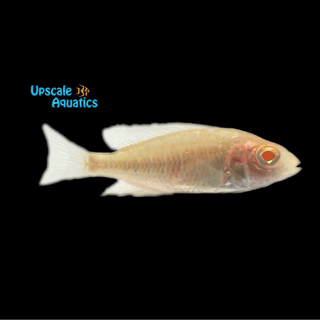 Albino Roberti Peacock (Aulonocara roberti albino)
