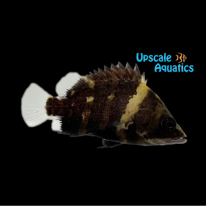 New Guinea Datnoid (Datnioides campbelli)