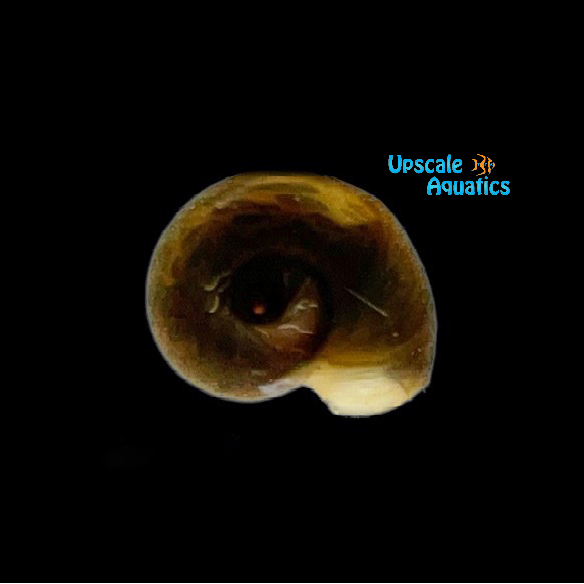 Brown Ramshorn Snail (Planorbarius corneus)