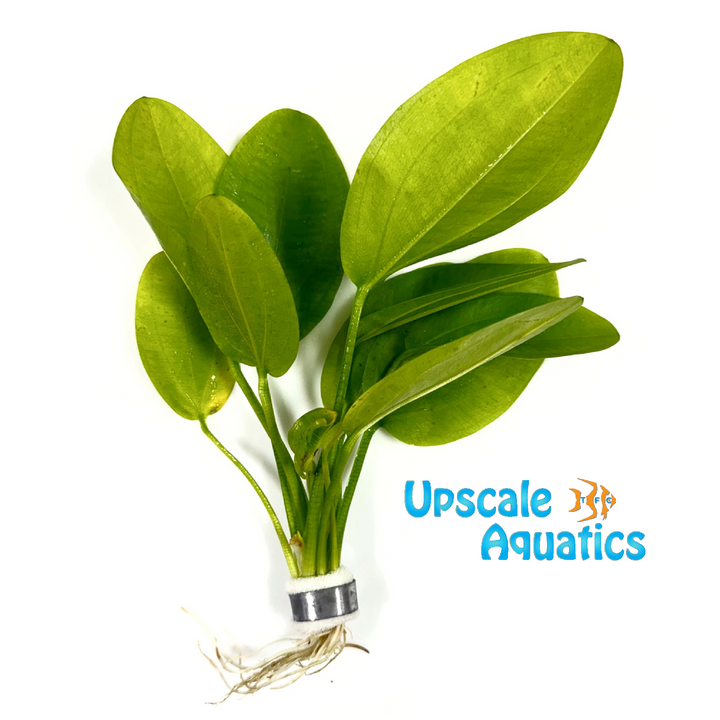 Ascherianus Sword (Echinodorus ascherianus)