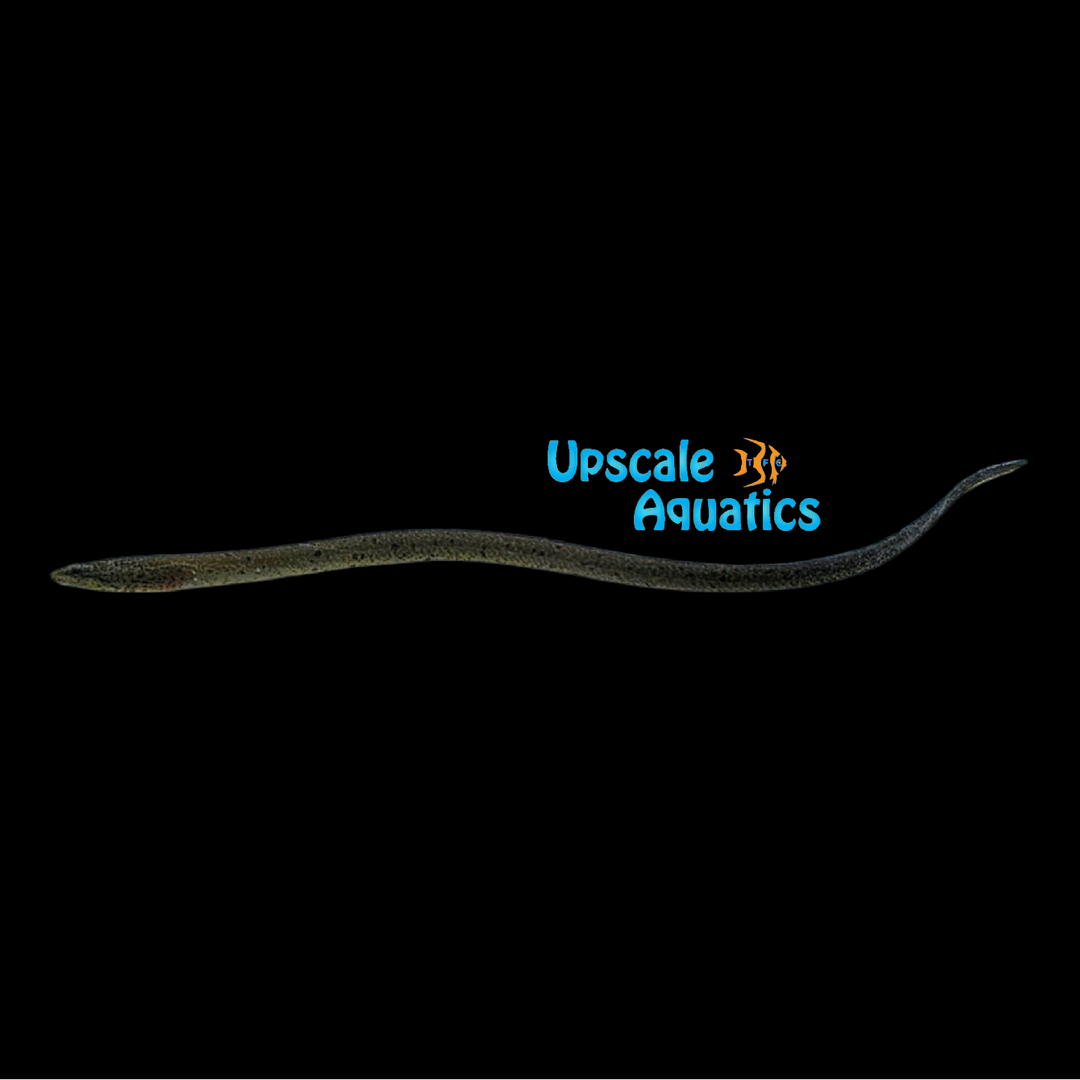 Marbled Swamp Eel (Synbranchus marmoratus)