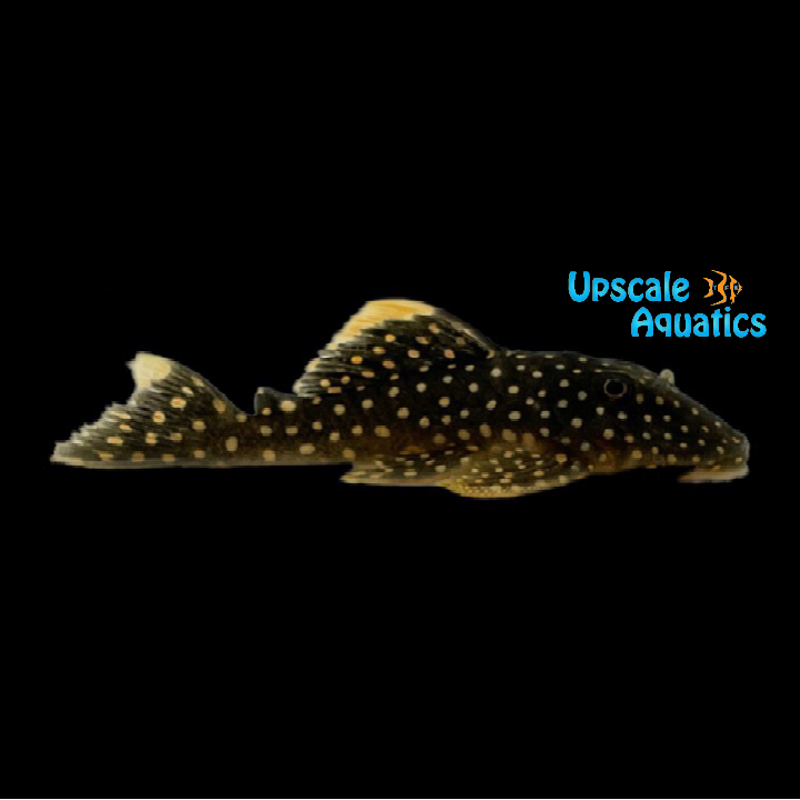 Gold Nugget Pleco L081 (Baryancistrus xanthellus)