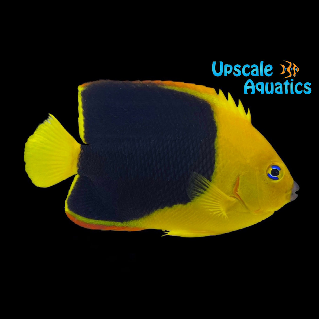 Rock Beauty Angelfish - Adult (Holacanthus tricolor)