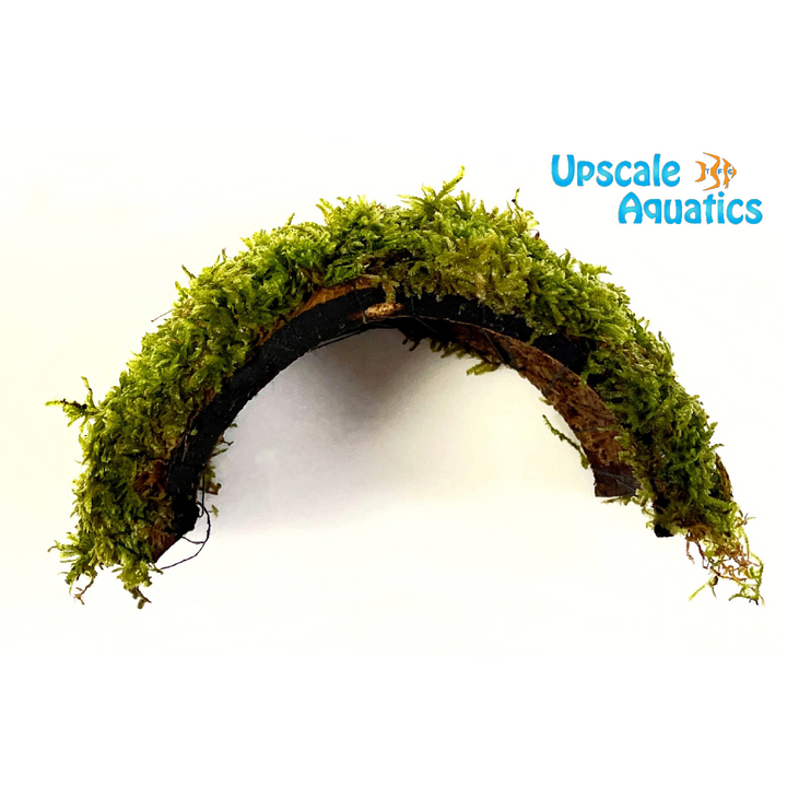 Christmas Moss Bridge (Vesicularia montagnei)