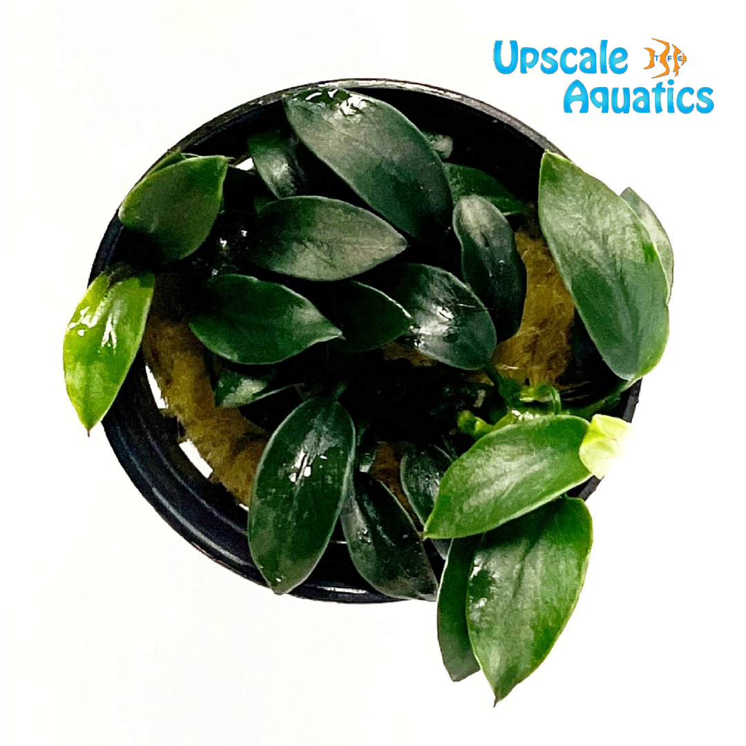 Jungle Star Anubias (Anubias sp. jungle star)