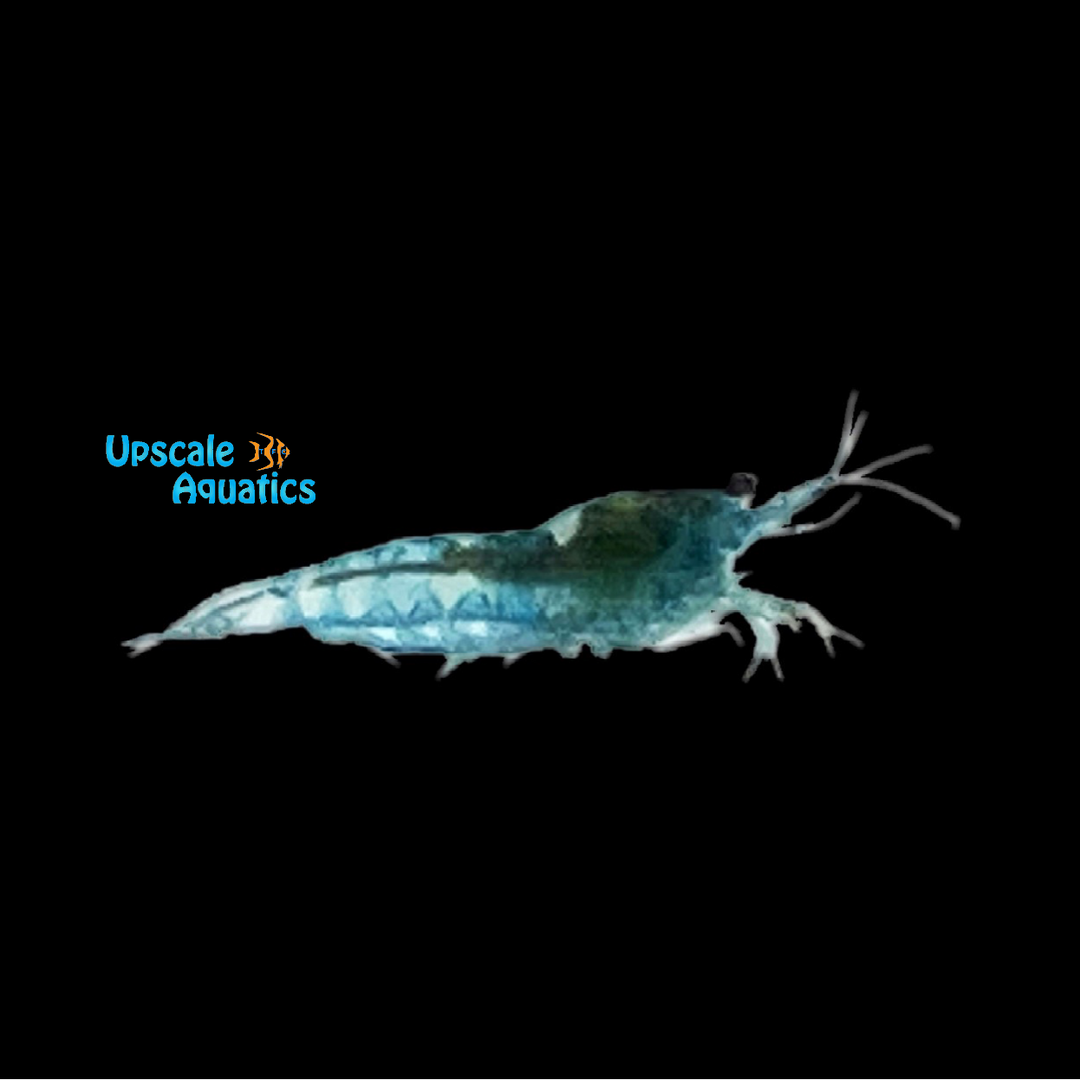 Blue Jelly Shrimp (Neocaridina davidi)