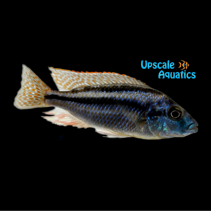 Thick Lip Euchilus Cichlid (Cheilochromis euchilus)