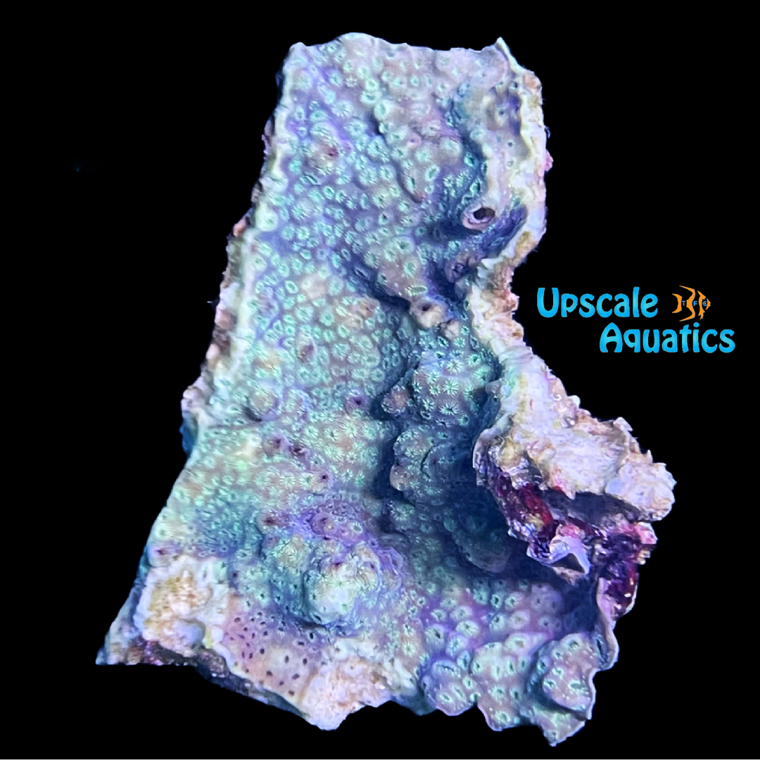 Green Pavona Coral (Pavona maldivensis)