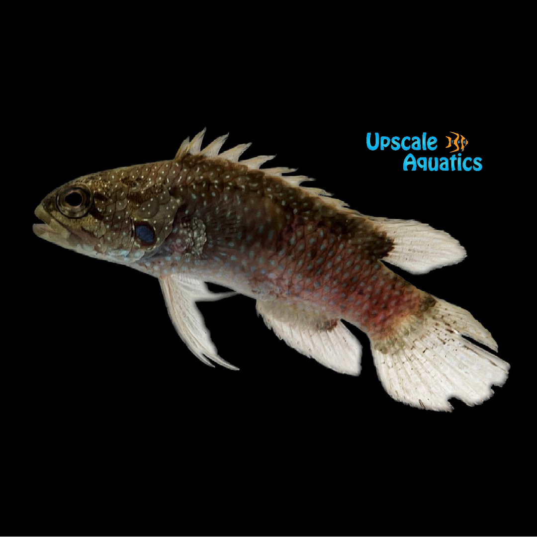 Bluegill Longfin Grouper (Plesiops corallicola)
