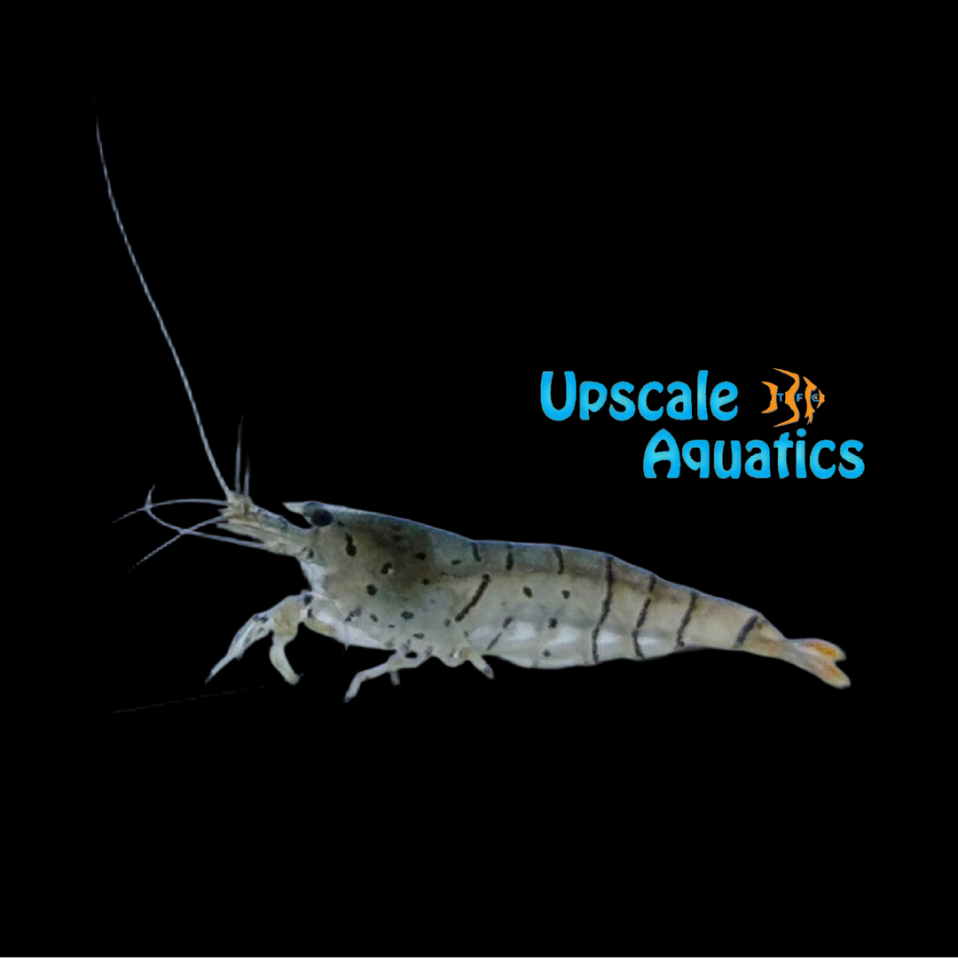 King Galaxy Tiger Shrimp (Carolina cantonensis)