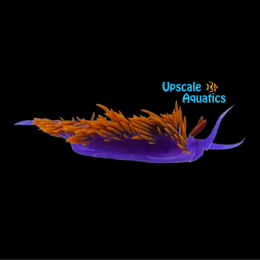 Spanish Shawl Nudibranch (Flabellinopsis iodinea)