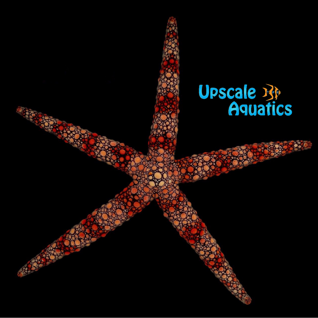 Friant's Starfish (Nardoa frianti)