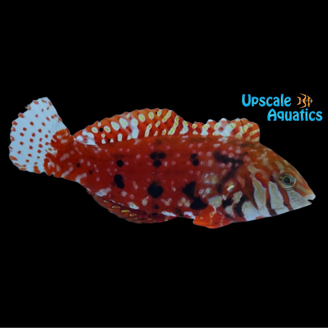 Mauritius Jewel Leopard Wrasse (Macropharyngodon lapillus)