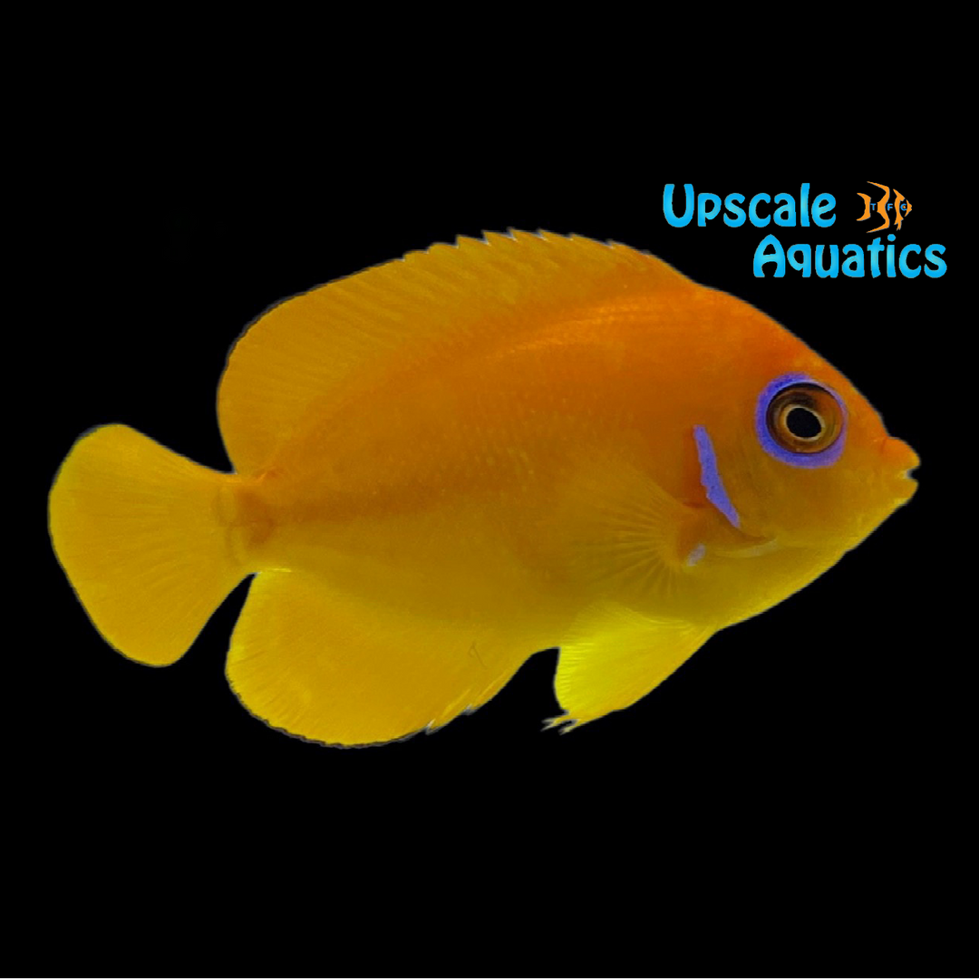 Orange Peel Angelfish (Centropyge flavissima)