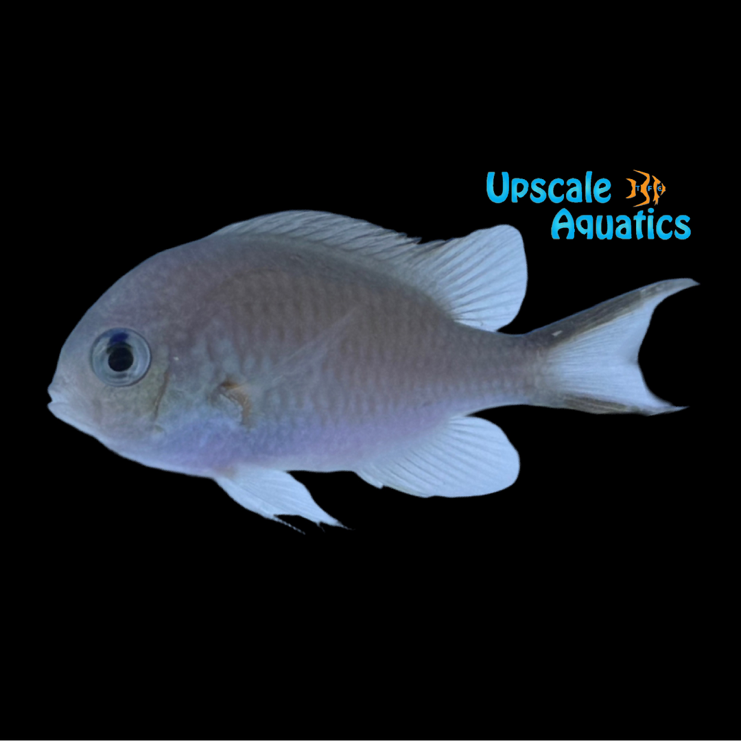 Arabian Chromis (Chromis flavaxilla)