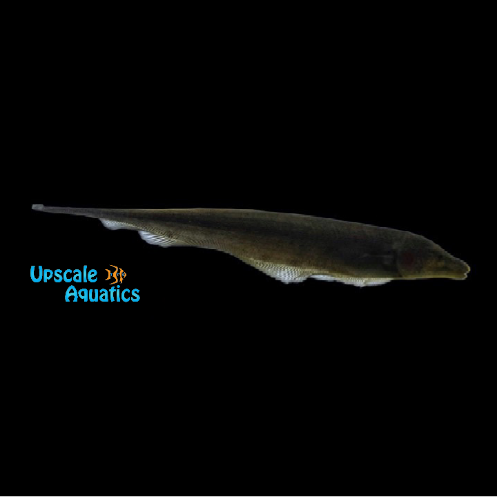 Brown Ghost Knifefish (Apteronotus leptorhynchus)