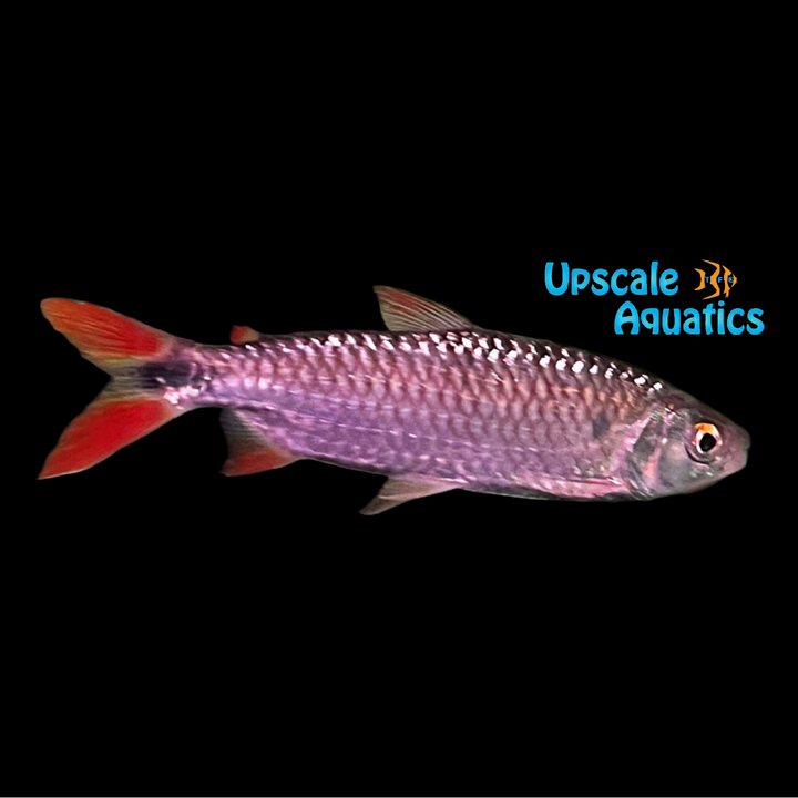 Nurse Tetra (Brycinus nurse)