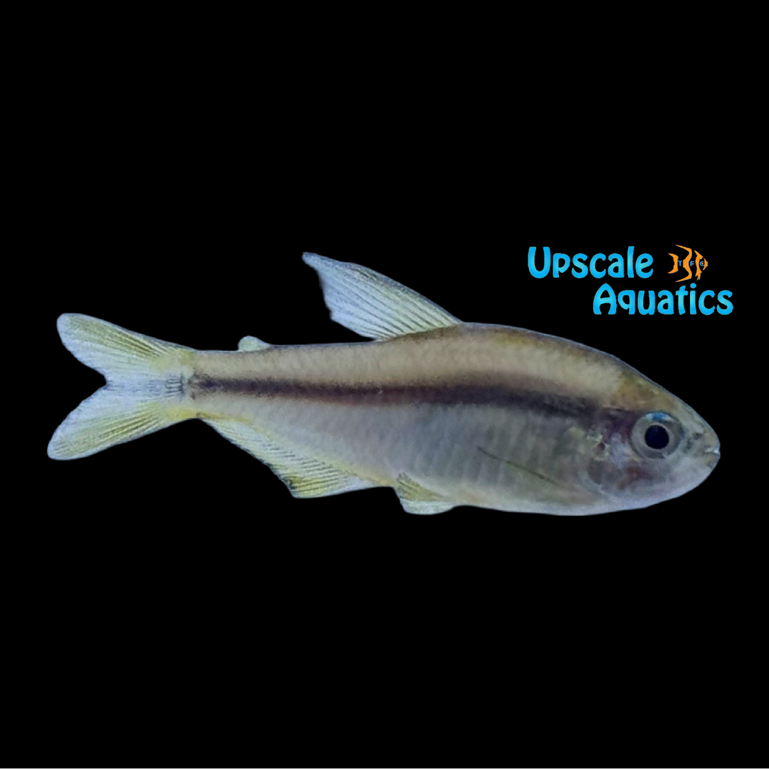 Yellow Devil Tetra (Hyphessobrycon notidanos 'Yellow')