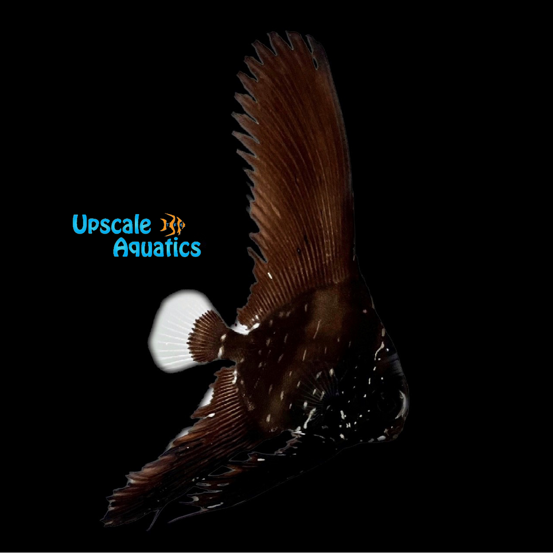 Batavianus x Pinnatus Batfish Hybrid - Captive Bred (Platax batavianus x Platax pinnatus)