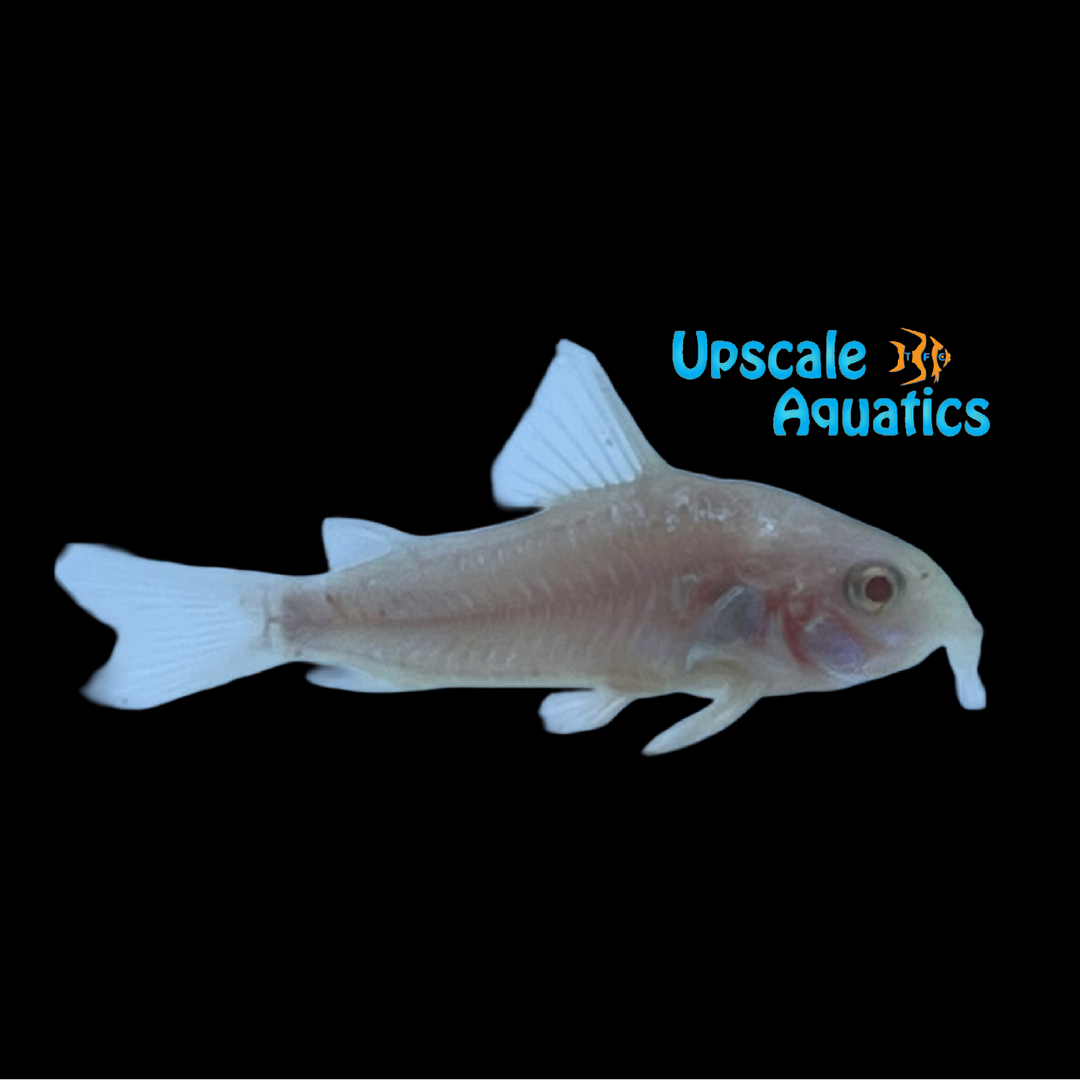 Albino Peppered Cory (Corydoras paleatus albino)