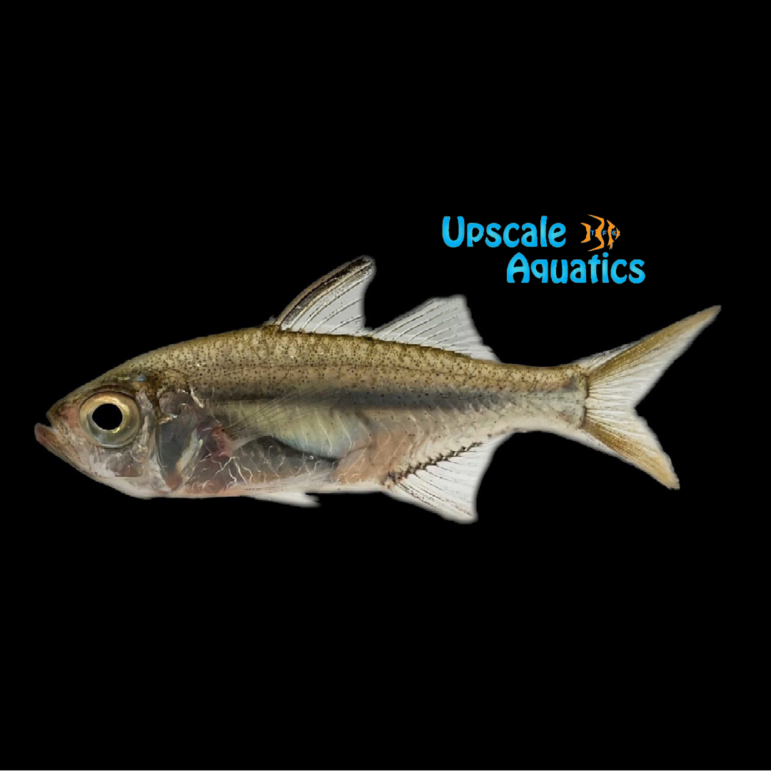 Commerson's Glassfish (Ambassis commersoni)