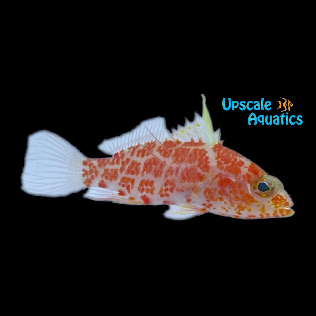 Geometric Pygmy Hawkfish (Plectranthias inermis)