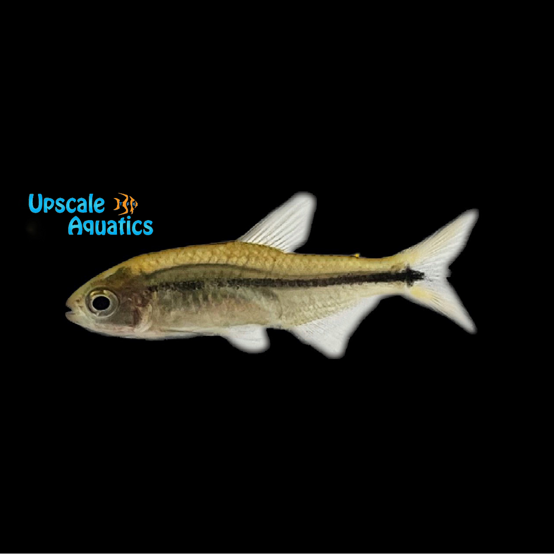 Altipinnis Tetra (Erythrocharax altipinnis)