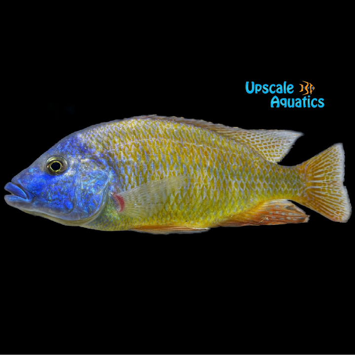 Assorted Hybrid Haplochromis (Protomelas sp. x)