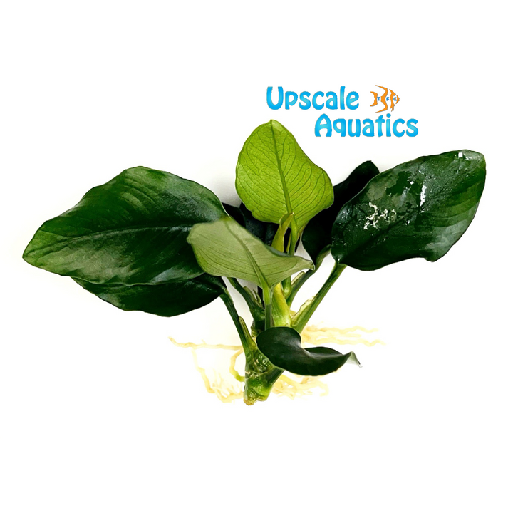 Thick Leaf Anubias (Anubias nana thick leaf)