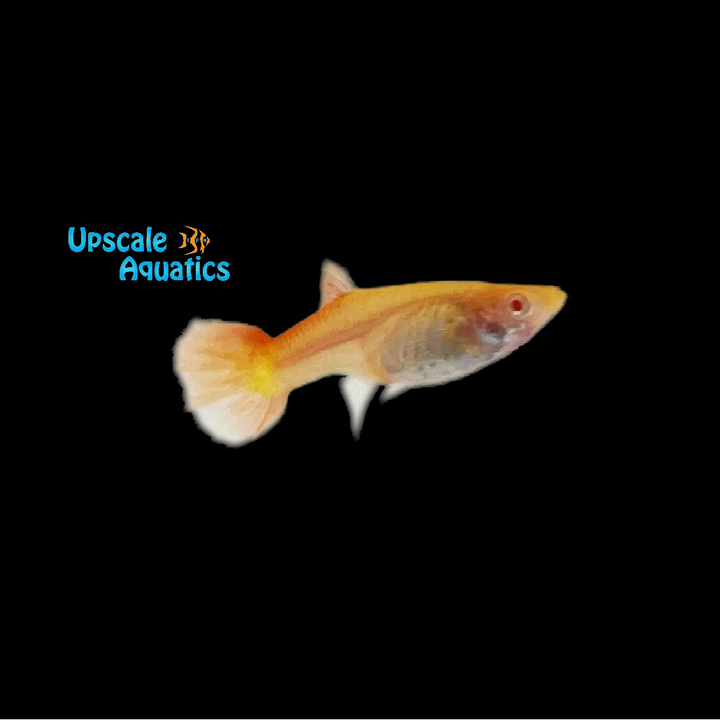 Albino Full Red Guppy (Poecilia reticulata)