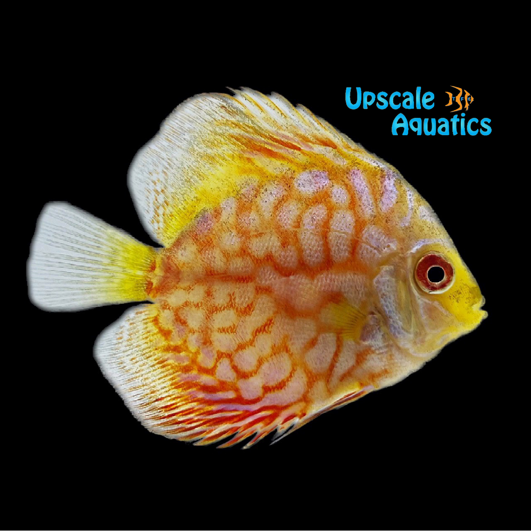 Yellow Panda Discus (Symphysodon aequifasciatus)