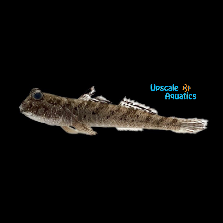 Blue Spotted Mudskipper (Boleophthalmus boddarti)