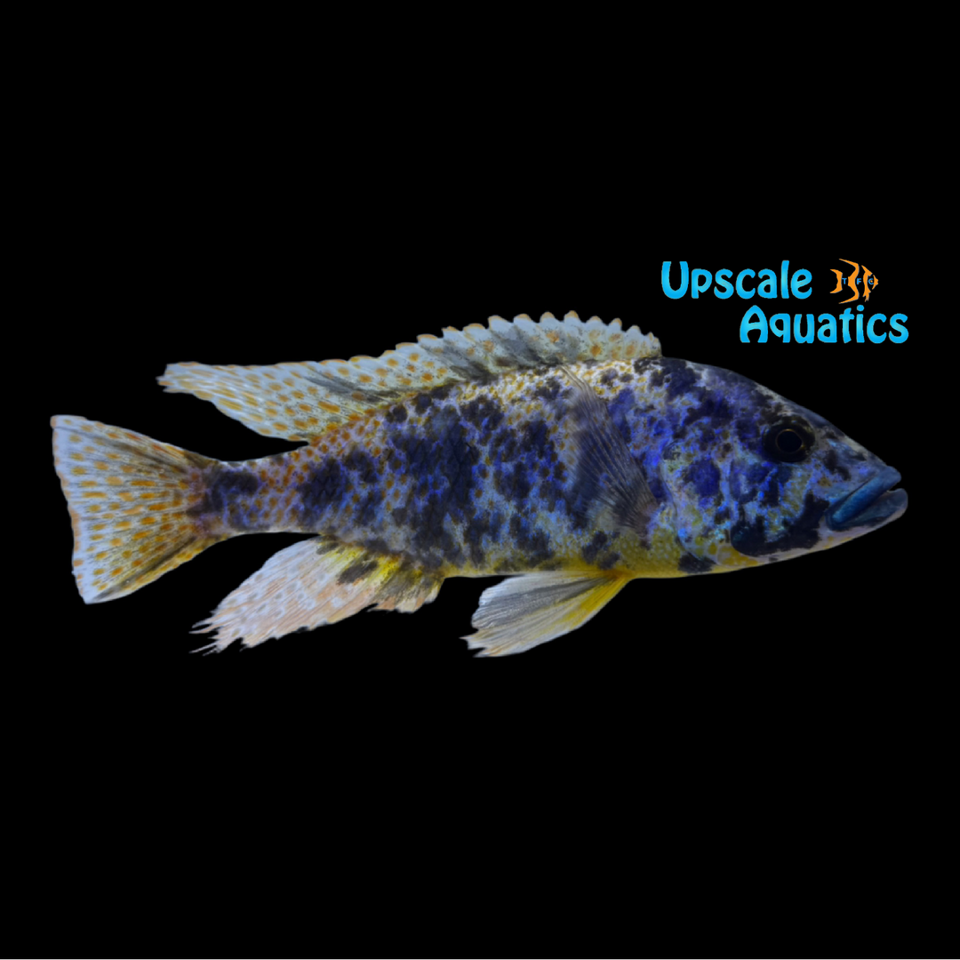 OB Livingstoni Cichlid (Nimbochromis livingstonii)